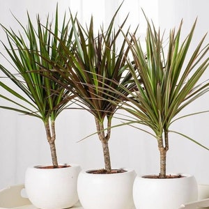 Dracaena draco indoor Flower Seeds from Ukraine