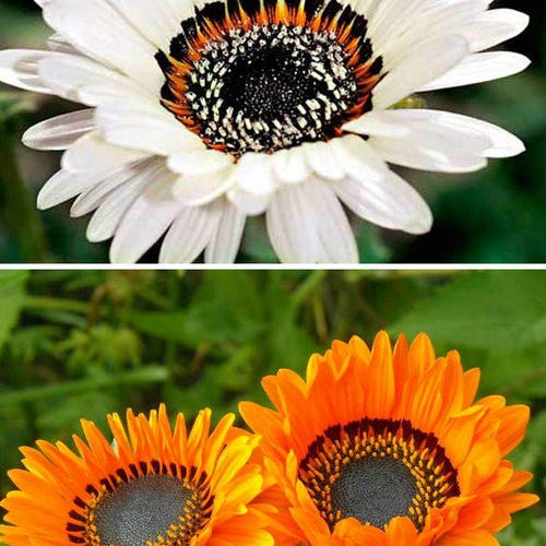 USA SELLER White Straw Flower Seeds 100 Seeds HEIRLOOM Etsy