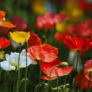 Poppy Papaver SAFFRANE MIX Flower Seeds