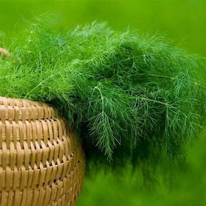 Graines Heirloom Salute à l&#39;aneth et aux fines herbes
