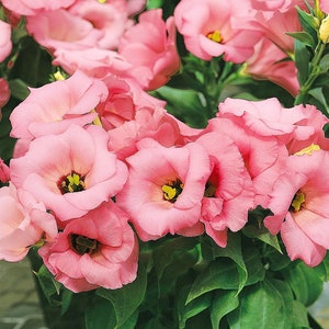 Flower Seeds Eustoma /  Lisianthus grandiflorum  Florida Pink F1
