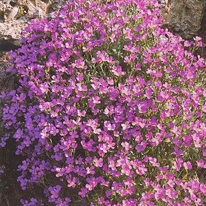 Aubrieta hibrida rosa Blumensamen