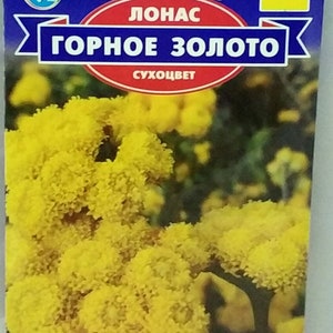 Lonas inodora Gorne gold