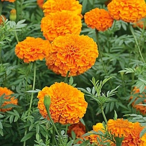 Marigolds Flower Mandarin annuals Seeds from Ukraine