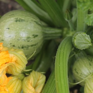 Kürbiskerne Sweeties / 140