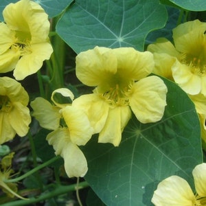 Nasturtium creeping Moon shine Flower Seeds
