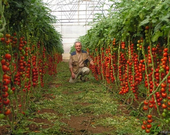 Semillas de tomate Tsifomandra (tomate de árbol). 25 semillas n.° 1565