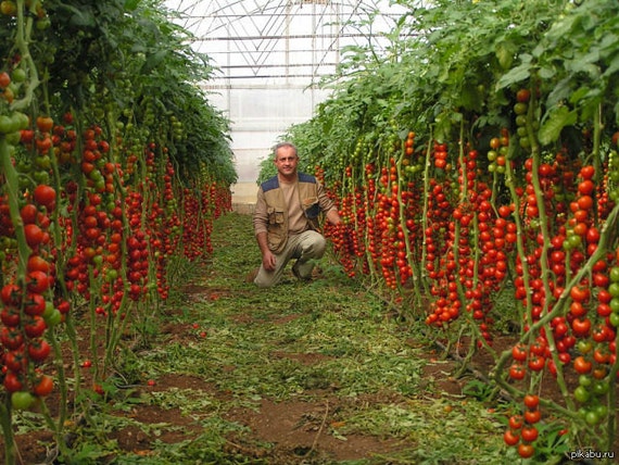Tree tomato clearance