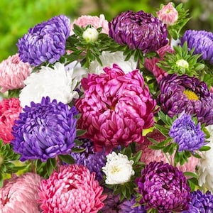 Aster Blumensamen King Size (chinensis) einjährige Blumen aus der Ukraine#954
