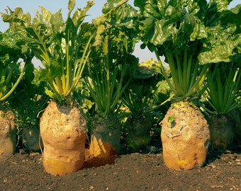 Mangel beet Winner30 g
