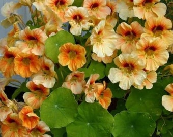 Könnte beinhalten: Nahaufnahme einer Ansammlung von orangefarbenen und gelben Blüten mit grünen Blättern. Die Blüten haben ein zartes, gekräuseltes Aussehen und sind in einer dichten Ansammlung angeordnet.