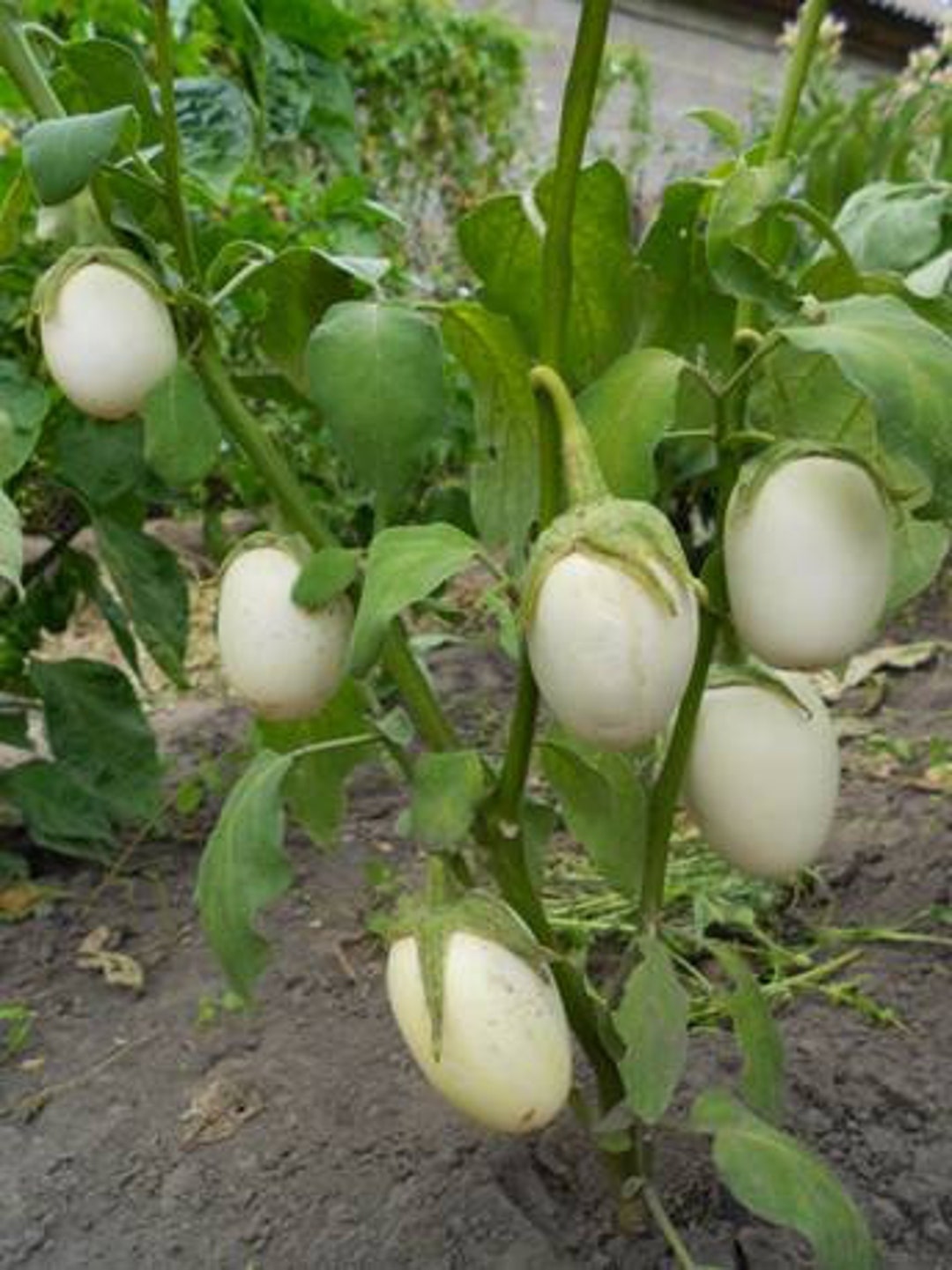 Eggplant Decorative Seeds Golden Egg Etsy