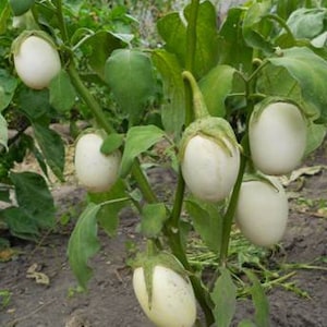 Aubergine Deko Samen Golden Egg
