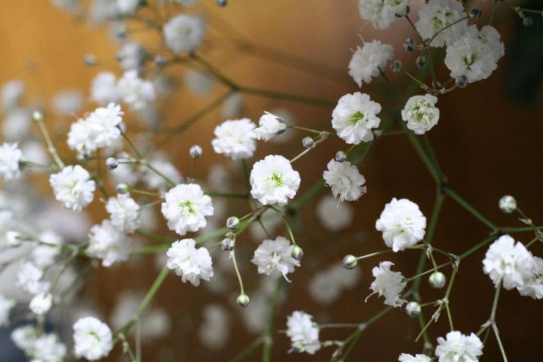 Gypsophila Paniculata Perennial White Flower Seeds From Ukraine