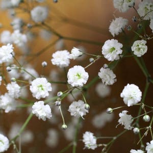 Puede incluir: Un ramo de delicadas flores blancas de aliento de bebé con pequeñas flores en forma de estrella dispuestas en tallos delgados.