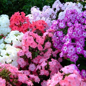 Phlox Drummondii Blumensamen aus der Ukraine #1513