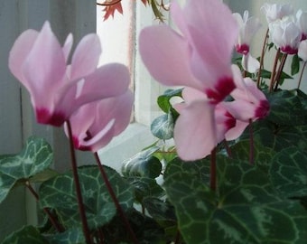 Cyclamen persicum Amor F1 Semillas de flores