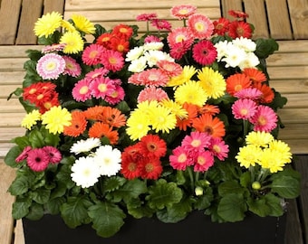 Gerbera room mix Flower Seeds Ukraine /2158