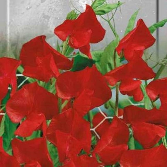 Lathyrus Odoratus guisante de olor semillas de flor de Kennet - Etsy México Lathyrus Odoratus guisante de olor semillas de flor de Kennet - Etsy México