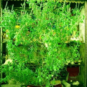 Tulasi. Heilige basilicum *Ocimum sanctum* Kruidenzaden #1593