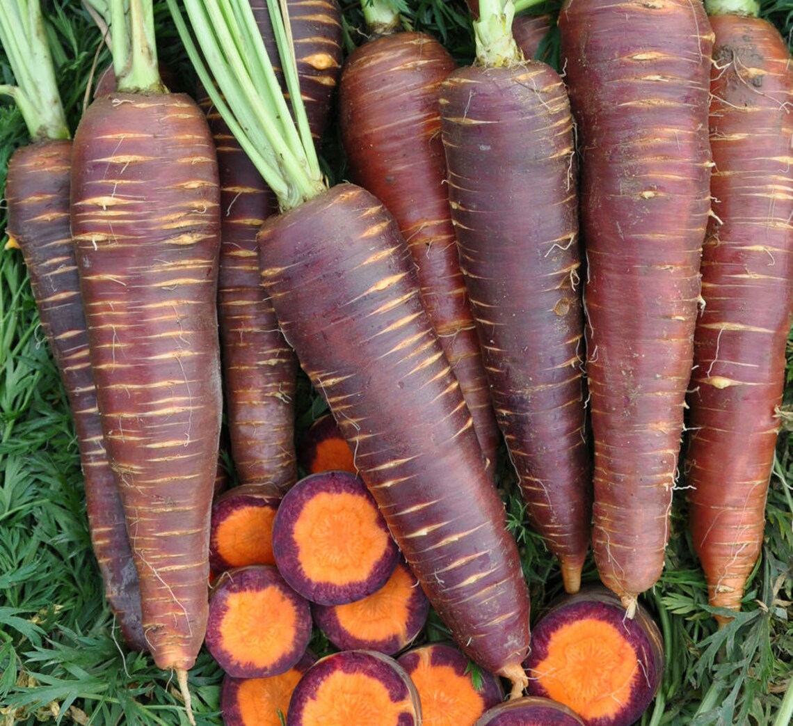 Carrot Rare Seeds Purple Cosmos Ukraine Vegetable Seeds / 1833 Etsy