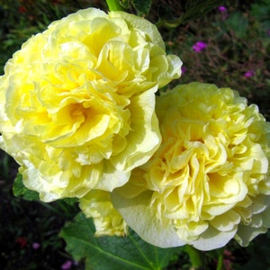 Mallow yellow (Althaea rosea) from Ukraine perennials #1232