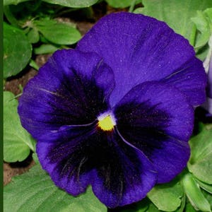 Viola grandiflora Mars from Ukraine#1034