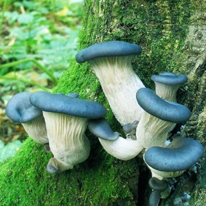 Oyster blue stocking Mushroom / Mycelium Spores Spawn Dried Seeds