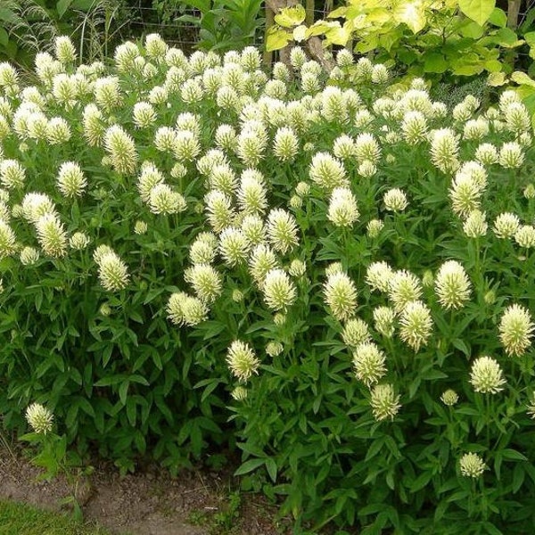 Jonquille de trèfle « trifolium ochroleucum »