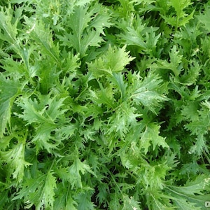 Mizuna Japanese salad mix / 2160