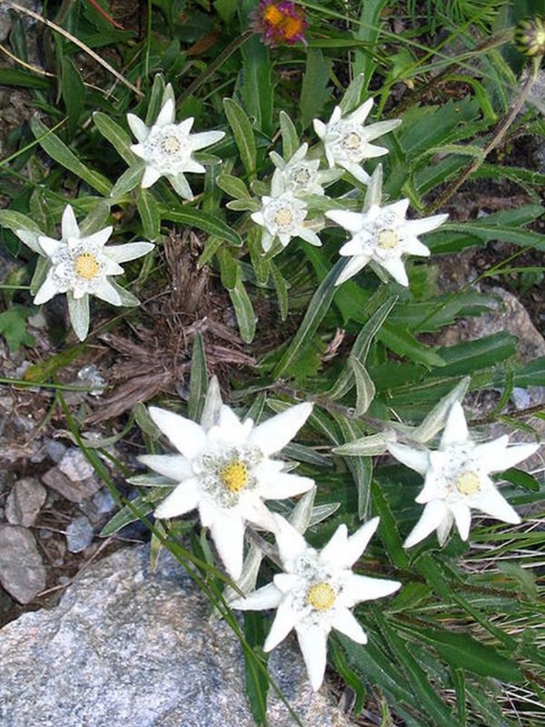 Edelweiss Alpine Flower Seeds 1522 Etsy