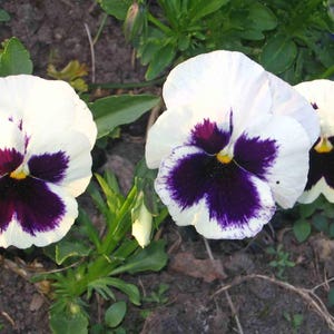Viola (Violet) Wittrockiana Bride Flower Seeds from Ukraine#1032