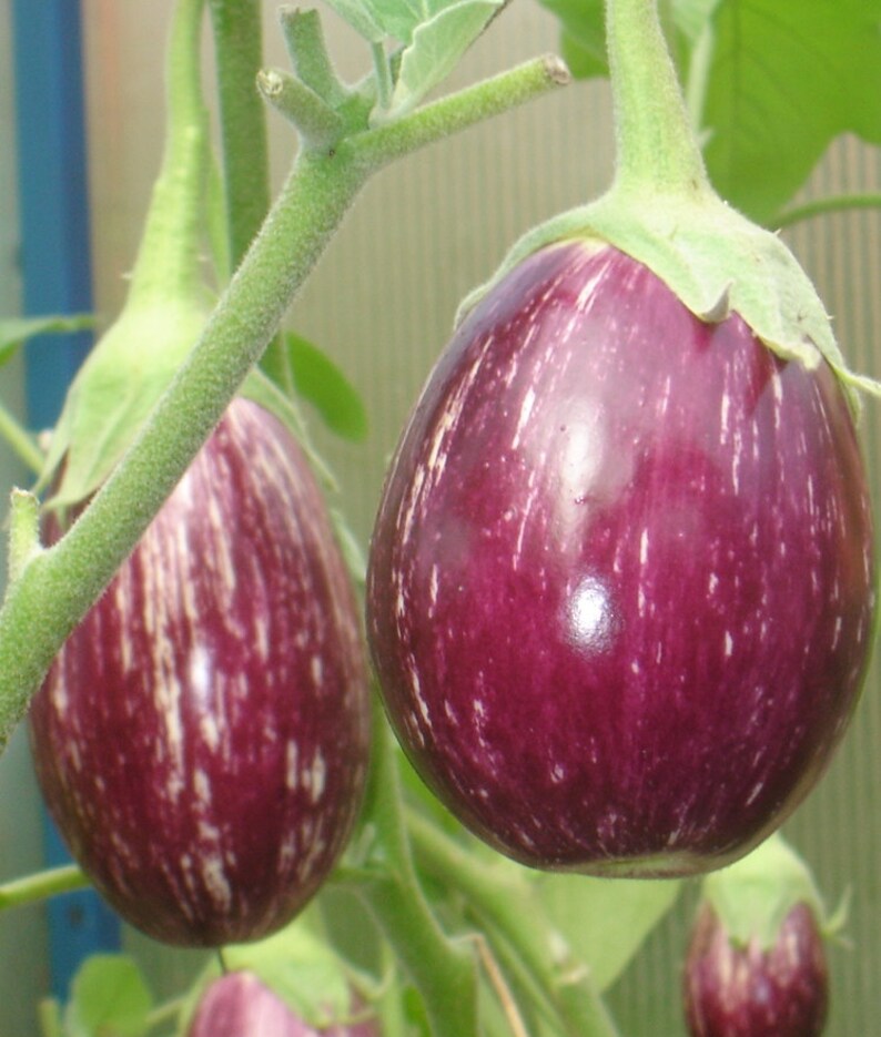 Eggplant Seeds Matrosyk Organic Heirloom Vegetable Seed From Etsy