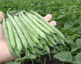 Puede incluir: Primer plano de una mano sosteniendo un puñado de judías verdes frescas y verdes. Las judías son largas, delgadas y de un color verde vibrante, sobre un fondo de plantas de judías verdes.