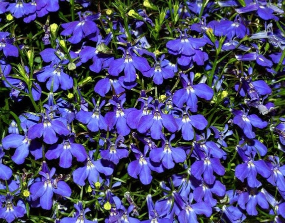 Lobelia hang-downing Blue Cascade Flower Seeds from | Etsy