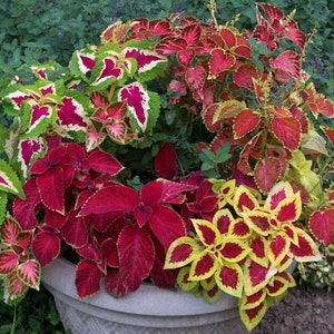 Pode incluir: Um close-up de um vaso de pedra transbordando com plantas de coleus coloridas. As folhas exibem uma variedade de tons, incluindo bordô escuro, vermelho brilhante, amarelo vibrante e verde com bordas brancas. O arranjo cria uma exibição exuberante e texturizada.