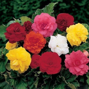 Begonia Terry grandiflora mix Flower seeds