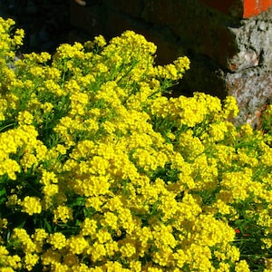Alyssum Golden Flower Samen