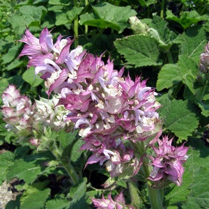 Seeds Herb  Clary (Shalfeyi muscat) Organic Heirloom Herb Seed #556