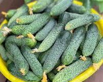 Semillas de pepino partenocárpico Bjorn F1