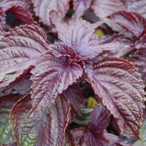 Seeds Herb Perilla Vegetable Heirloom #539