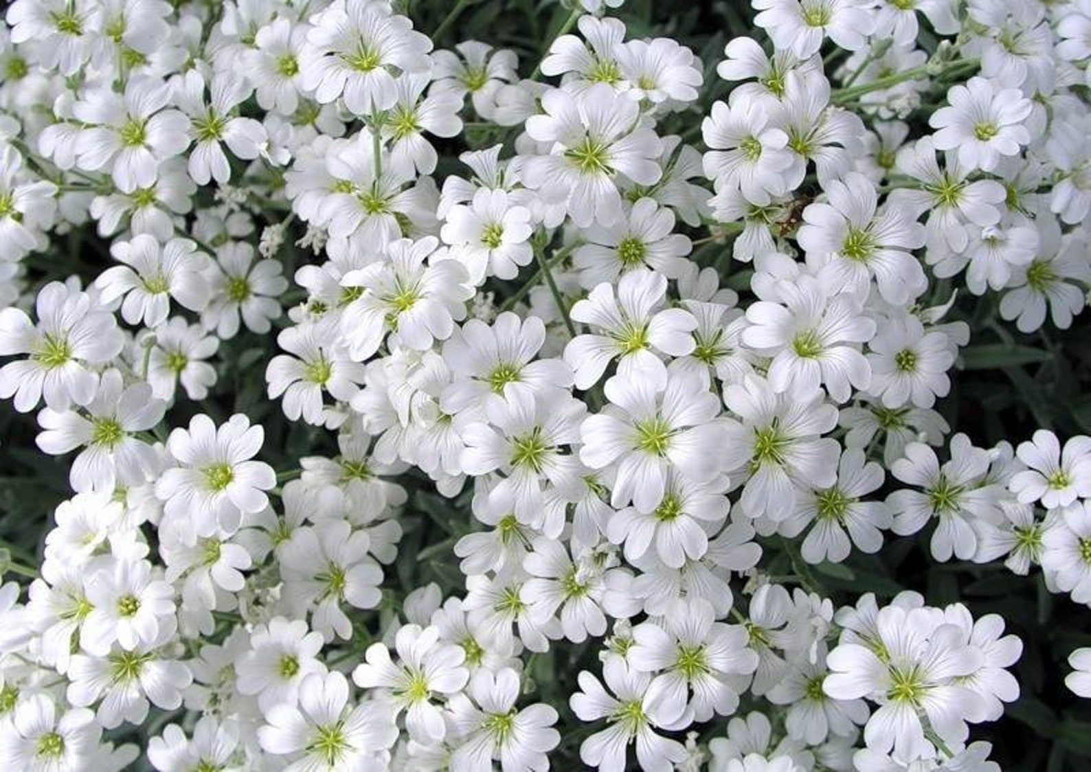 Cerastium bibersteinii Flower seeds Etsy