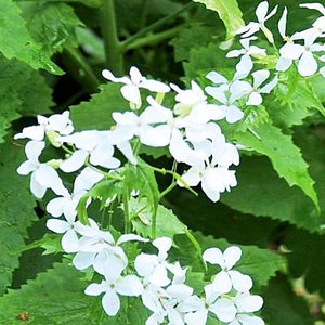 Semi di fiori bianchi di Hesperis matronalis viola notturno #1378