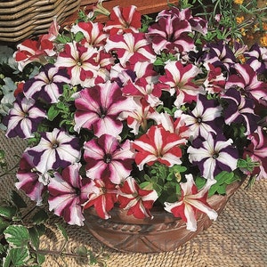 Petunia Starfall MIX   Flower Seeds / 1946