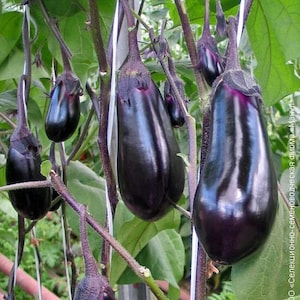 Aubergine Samen Сachalot