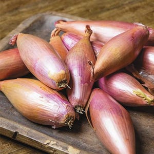 Zwiebel Schalotten Samen Rote Staude