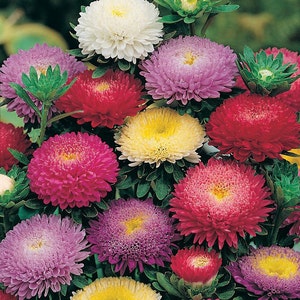 Aster Flower Seeds Princess annual from Ukraine