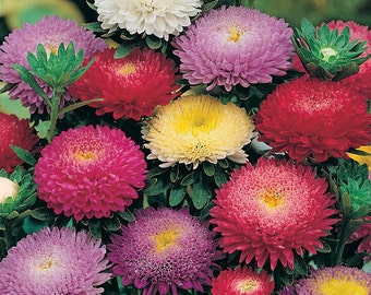 Aster Flower Seeds Princess annual from Ukraine