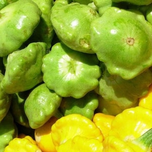 Könnte beinhalten: Nahaufnahme eines Haufens frischer, grüner Pattypan-Kürbisse mit einigen gelben Kürbissen. Die Kürbisse haben eine ausgeprägte, runde, abgeflachte Form mit gewellten Rändern. Die grünen Kürbisse haben eine leuchtende Farbe.