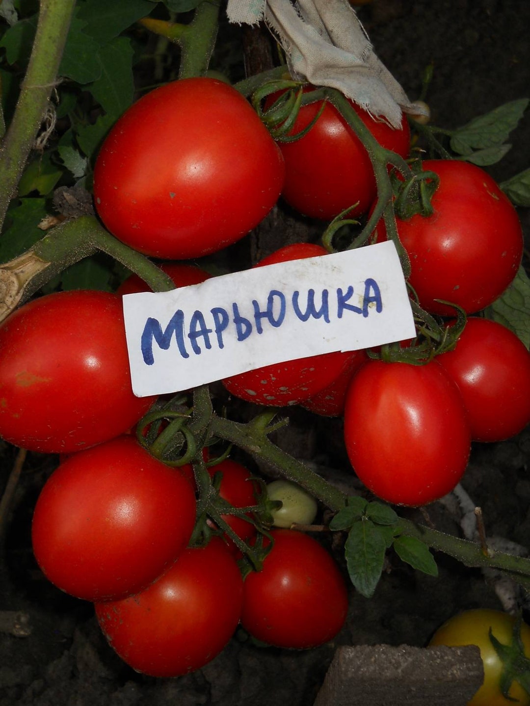 Tomato Seeds Maryushka - Etsy
